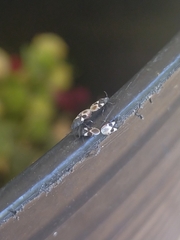 Oxycarenus luctuosus