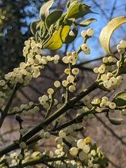 Phoradendron leucarpum