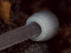 Mycena subcaerulea