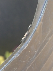 Oxycarenus luctuosus