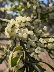 Phoradendron leucarpum
