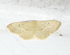 Scopula benitaria