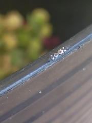 Oxycarenus luctuosus