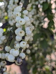 Phoradendron leucarpum