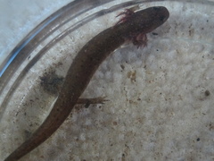 Pseudotriton montanus