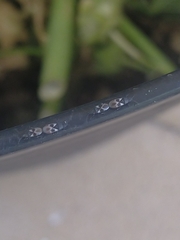 Oxycarenus luctuosus