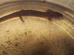 Pseudotriton montanus