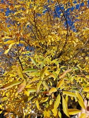 Fraxinus berlandieriana