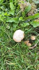 Agrocybe molesta