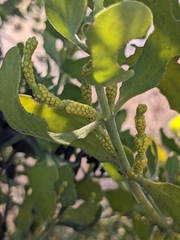 Phoradendron leucarpum