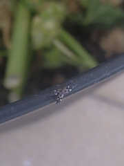 Oxycarenus luctuosus