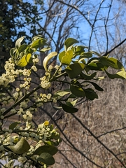 Phoradendron leucarpum