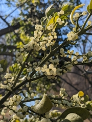 Phoradendron leucarpum