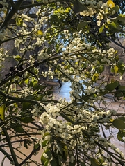 Phoradendron leucarpum