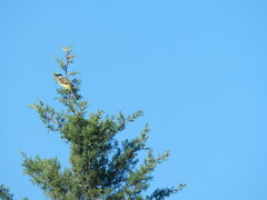 Pitangus sulphuratus