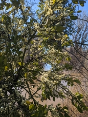 Phoradendron leucarpum