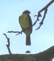 Myiozetetes cayanensis