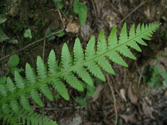 Phegopteris decursive-pinnata