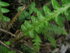 Phegopteris decursive-pinnata