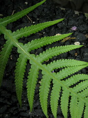 Phegopteris decursive-pinnata