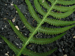 Phegopteris decursive-pinnata