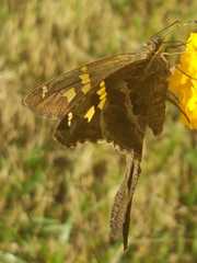 Chioides