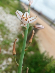 Asphodelus fistulosus