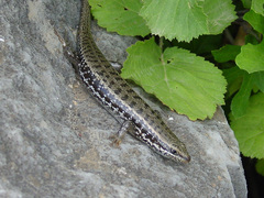 Heremites auratus