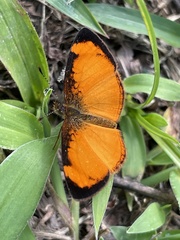 Tegosa anieta