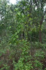 Leichhardtia rostrata