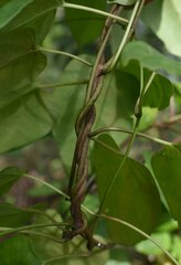 Leichhardtia rostrata