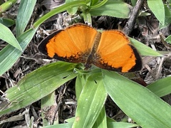 Tegosa anieta