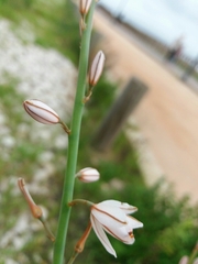 Asphodelus fistulosus