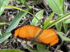 Tegosa anieta