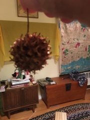 Liquidambar styraciflua