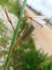 Asphodelus fistulosus
