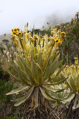 Espeletia frontinoensis