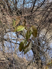 Bignonia capreolata