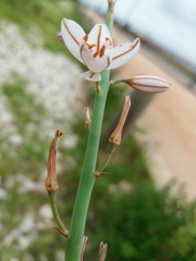 Asphodelus fistulosus