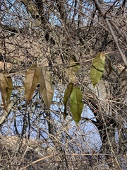 Bignonia capreolata