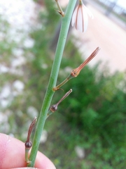 Asphodelus fistulosus