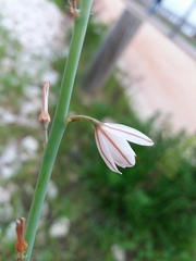 Asphodelus fistulosus