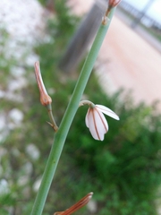 Asphodelus fistulosus