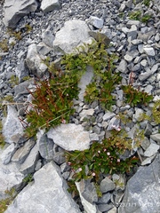 Epilobium crassum