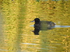 Heteronetta atricapilla