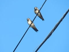 Hirundo rustica