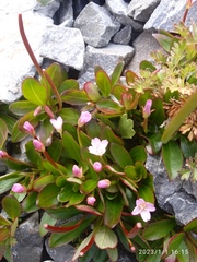 Epilobium crassum
