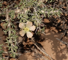 Monsonia salmoniflora