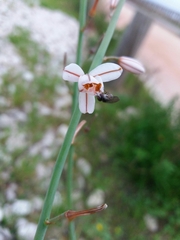 Asphodelus fistulosus