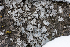 Dermatocarpon miniatum